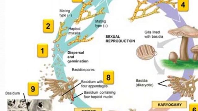 25 November 2021 смотреть онлайн