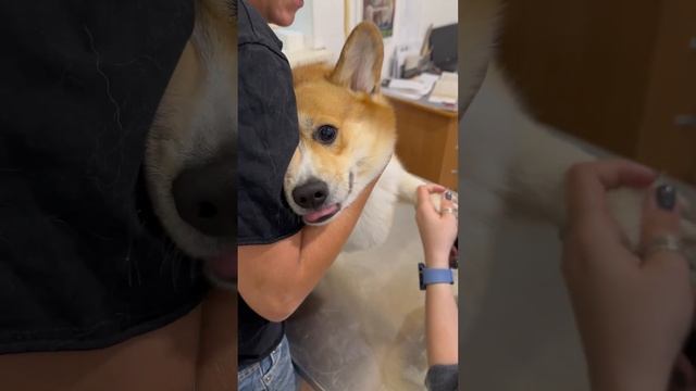 Корги Вася опять истерит, стрижём когти смотреть онлайн