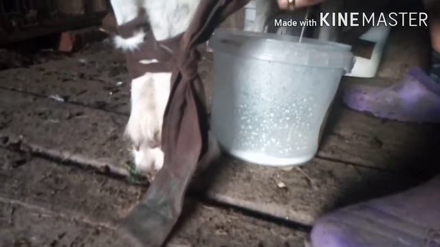 Как правильно связывать козу смотреть онлайн