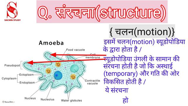अमीबा की संरचना, लक्षण, वैज्ञानिक नाम, वर्गीकरण /structure of amoeba, symptoms by SACHIN STUDY смотреть онлайн