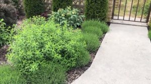 Обзор клумбы с названиями растений