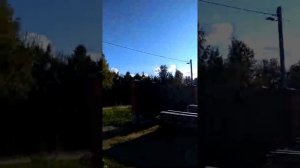 Обзор яблони сорта Целесте .