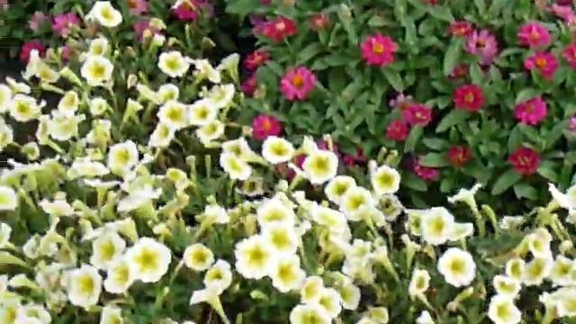 All America Selections Display Bed At Meadow View Growers