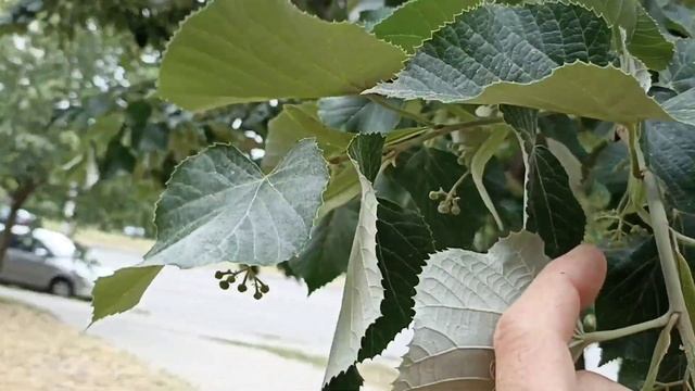 Липа Серебристая, когда цветёт? Сеянцы липы серебристой.