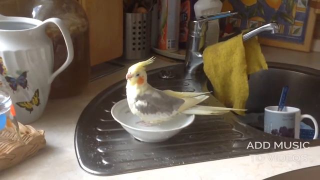 Как купаются кареллы☺️Очень мило и забавно)) смотреть онлайн