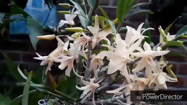 Орхидеи, содержание в домашних условиях. ДЕНДРОБИУМ, но не Нобиле, и лесной мох? смотреть онлайн