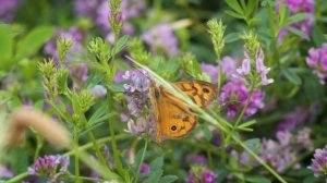 4 часа Релакс Фортепиано и звуки природы, Засыпание, Учеба, Релакс