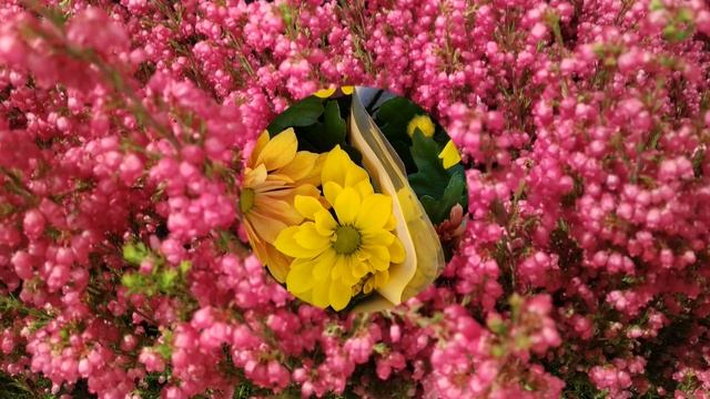 Волшебный танец цветов под музыку Сергея Чекалина. Музыка для души. Beautiful flowers. смотреть онлайн