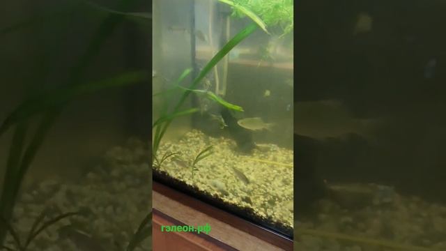 Прудовые караси в аквариуме, живут уже больше двух месяцев. Активно едят водоросли :) смотреть онлайн