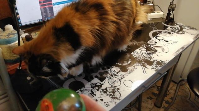 Без кота и жизнь не та. КАК ОТУЧИТЬ КОШКУ ЛАЗАТЬ НА ОБЕДЕННЫЙ СТОЛ. смотреть онлайн