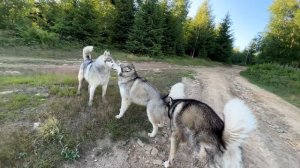 ПОТЕРЯЛАСЬ СОБАКА - МАЛАМУТ ЛЕКСИ в ГОРАХ!