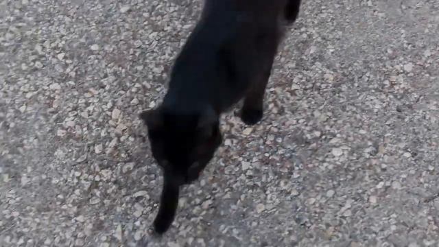 Природа и жизнь.В лесу гуляла-Солнце встречала! смотреть онлайн