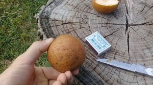 Наша груша Нэша. Собираем урожай.