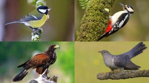 Изучаем птиц для детей. Обучающая викторина и видео с голосами птиц