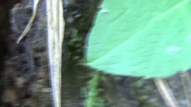 Поиск Летних Маток! Лет Formica, самцы Сamponotus и другие! // Поиск маток. смотреть онлайн