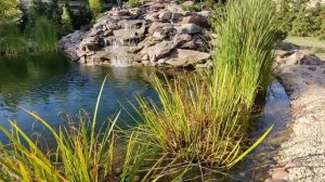 Пруд для купания и рыбы. Как мы сделали красивый пруд с каскадом и ручьём. Пруд с осетрами