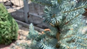 Формирование ЕЛИ. ГОЛУБАЯ ЕЛЬ КЕЙБАБ.