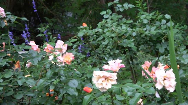 Сад. Огород. Луизиана, США. Фильм 16. смотреть онлайн