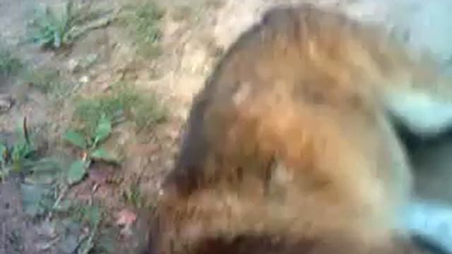 Почему Янтарь не весёлый?