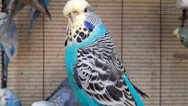 ? Учим попугая по имени Кеша говорить. Видеоурок 4: "Кеша солнышко" смотреть онлайн