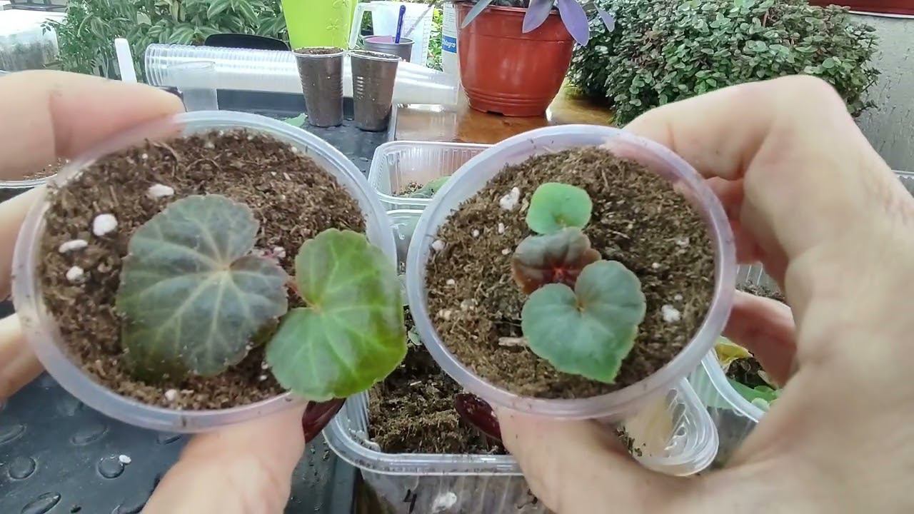 Бегония из семян. Быстрый рост сеянцев. Пикировка бегонии в отдельные стаканы. Корни супер. смотреть онлайн