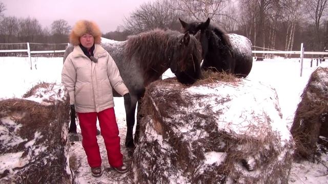 Подойти к лошади сзади. Табу? смотреть онлайн