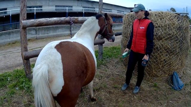 Шетлендский пони: Масяня смотреть онлайн