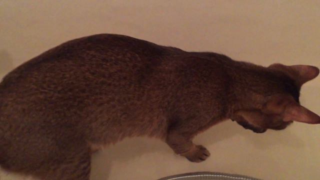 Кошка в ванной смотреть онлайн