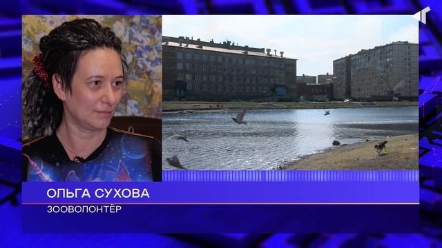 0407 УТИНЫЕ ИСТОРИИ смотреть онлайн