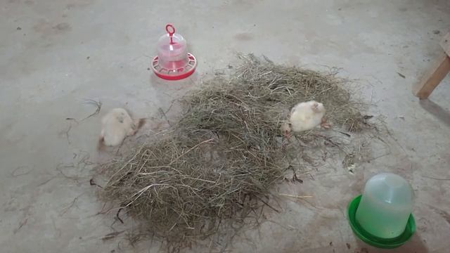 Страшная болезнь гусей сальмонелла - сальмонеллёз у гусей