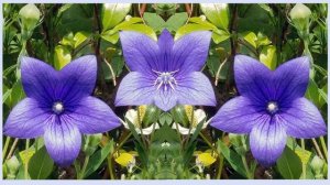 Платикодон