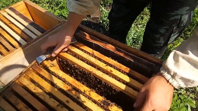 Почему погибает расплод? смотреть онлайн