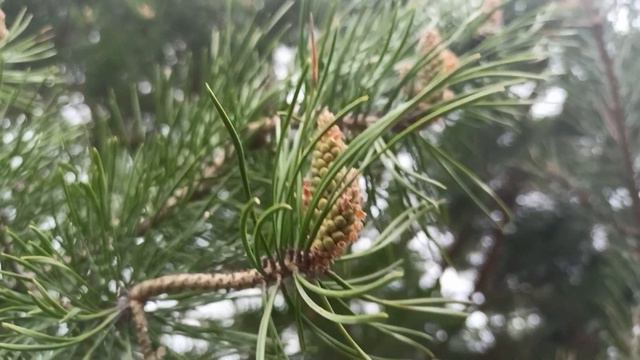 Lv_0_20240803193700.mp4