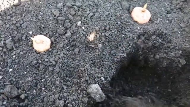 Высаживаю "рассаду" детки гладиолуса сорт "Голубая бабочка", эксперимент смотреть онлайн