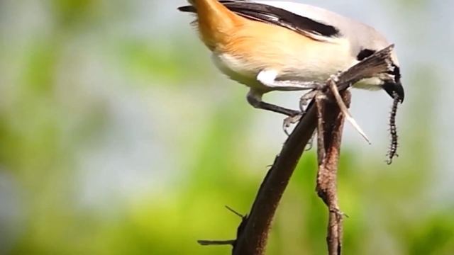 Что за сорокопут? Птица которую прозвали мясником