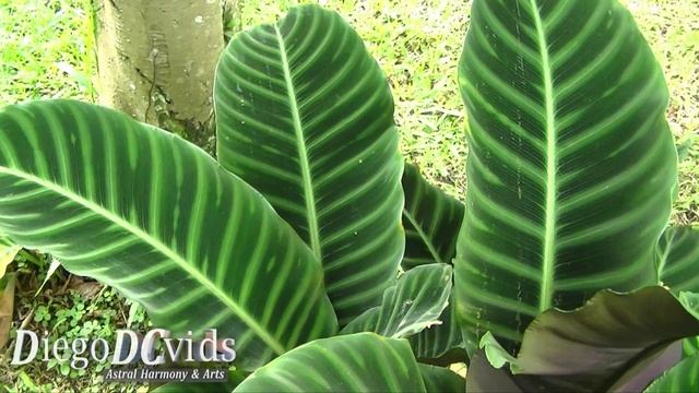 Calathea zebrina - zebra plant (Marantaceae) Maranta zebrina смотреть онлайн