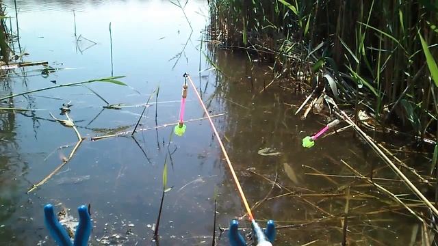 Ловля карася на снасть резинка. смотреть онлайн