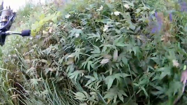 Рыбалка 1 Августа 19г. Береговая ловля после работы. смотреть онлайн