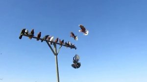 голуби крыма