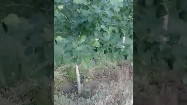 Степные растения в парке Казахстан смотреть онлайн