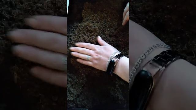 Обзор субстрата АгроБалт смотреть онлайн