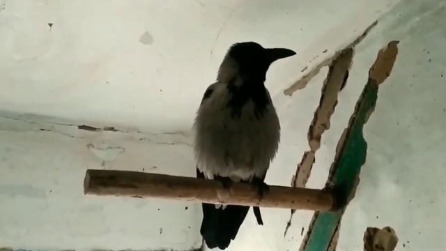 Как живет Ворона у человека.??? смотреть онлайн