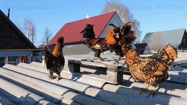 Pavlovskie chickens, Павловские куры Март 2019 смотреть онлайн