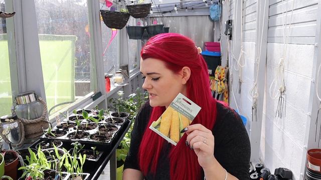What seeds to start in March & what to Grow / Growing fruit, veg & flowers in Scotland/MoggyBoxCraf смотреть онлайн