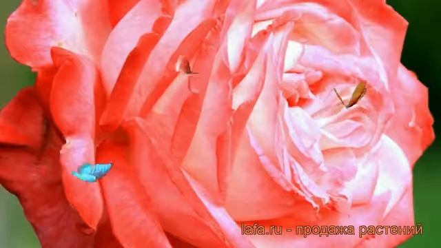 Роза чайно-гибридная Диз (rose deesse) ? роза Диз обзор: как сажать саженцы розы Диз смотреть онлайн