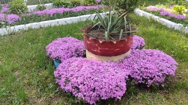 Как вырастить красивый шиловидный флокс