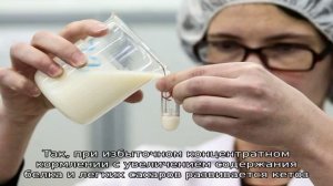 Горькое молоко у коровы – как устранить