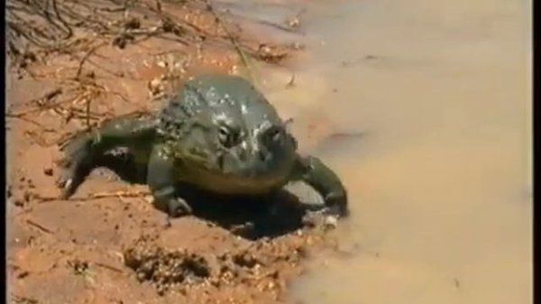 Зоология Забота о потомстве