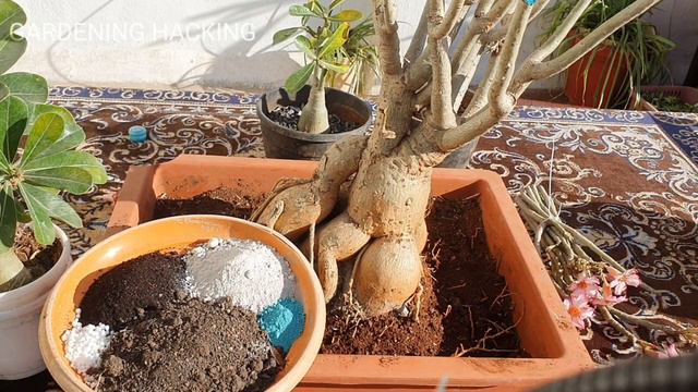 How to Prune your Adenium in Feburary 2023 to get Unlimited Flowering #adenium смотреть онлайн