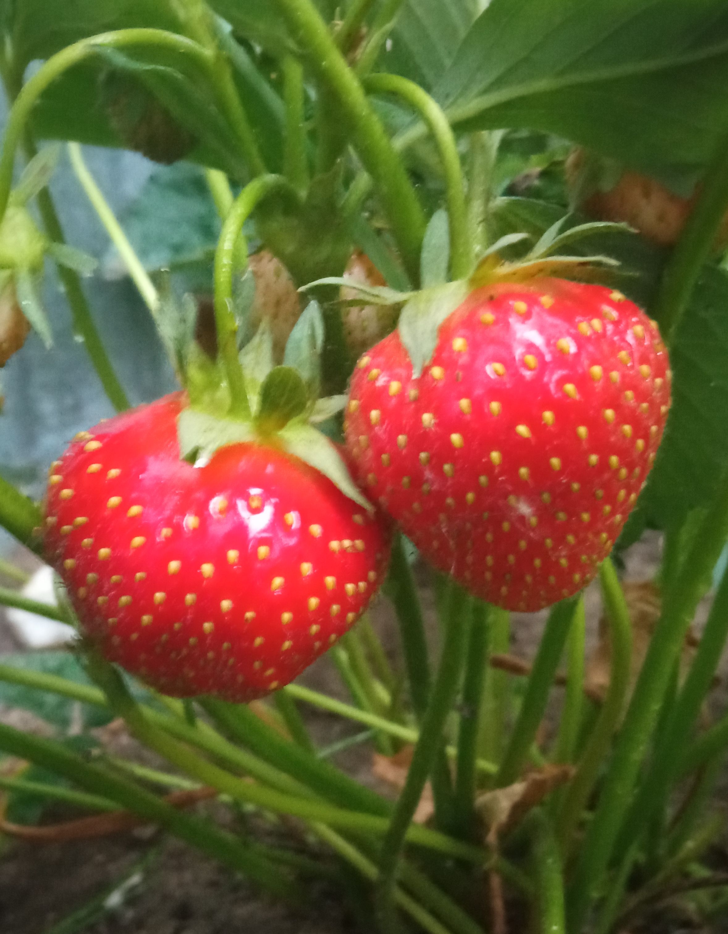 Наша клубника. смотреть онлайн